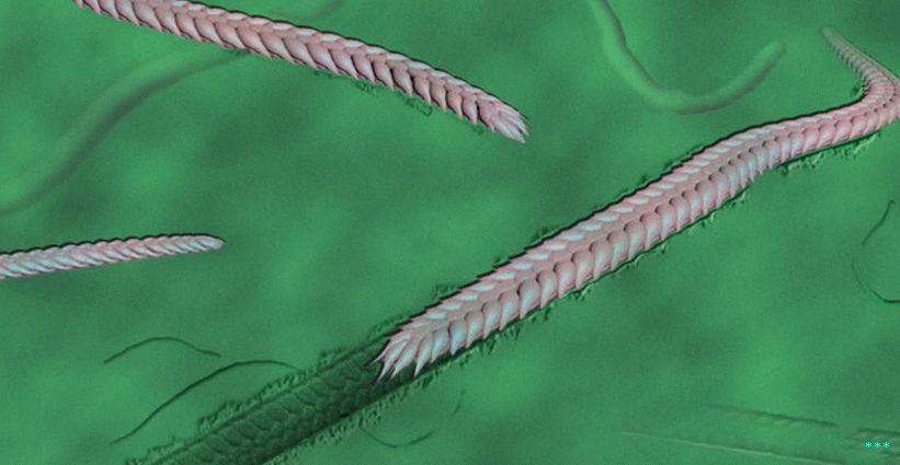 「痕跡を残すセグメント化されたワームの図。」